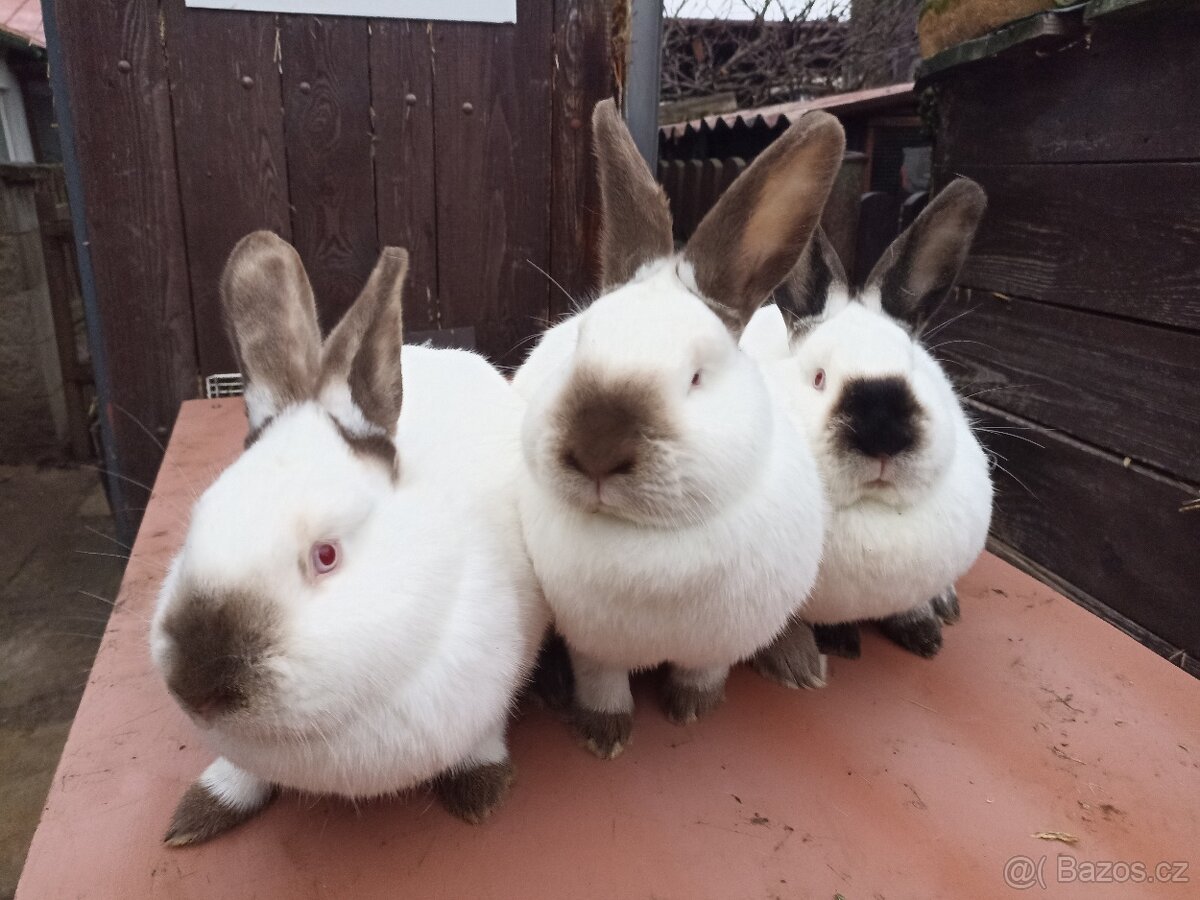 Kalifornský králík - 2