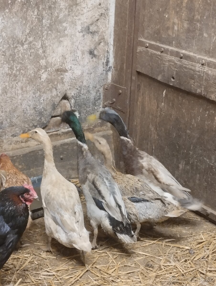 Indický běžec - 2