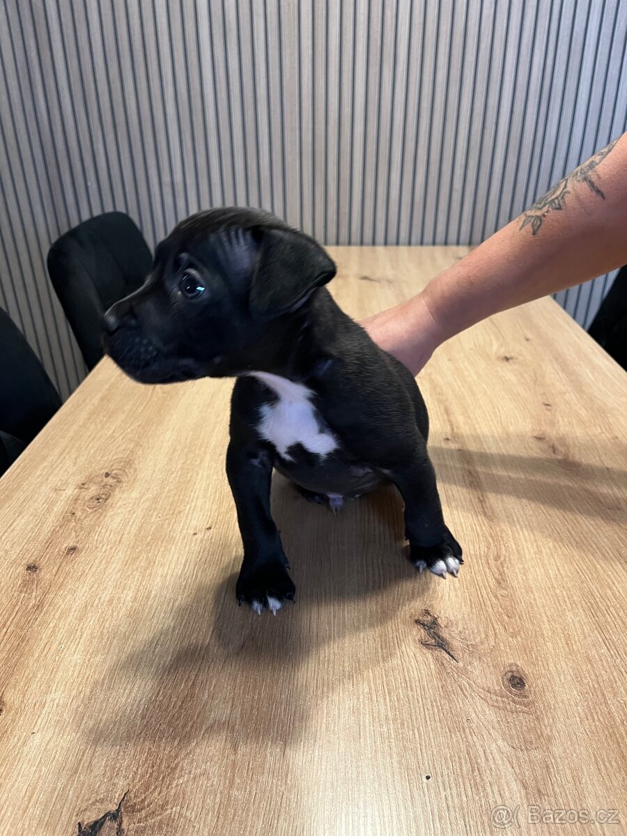 Prodám měsíc a půl staré štěně - 2