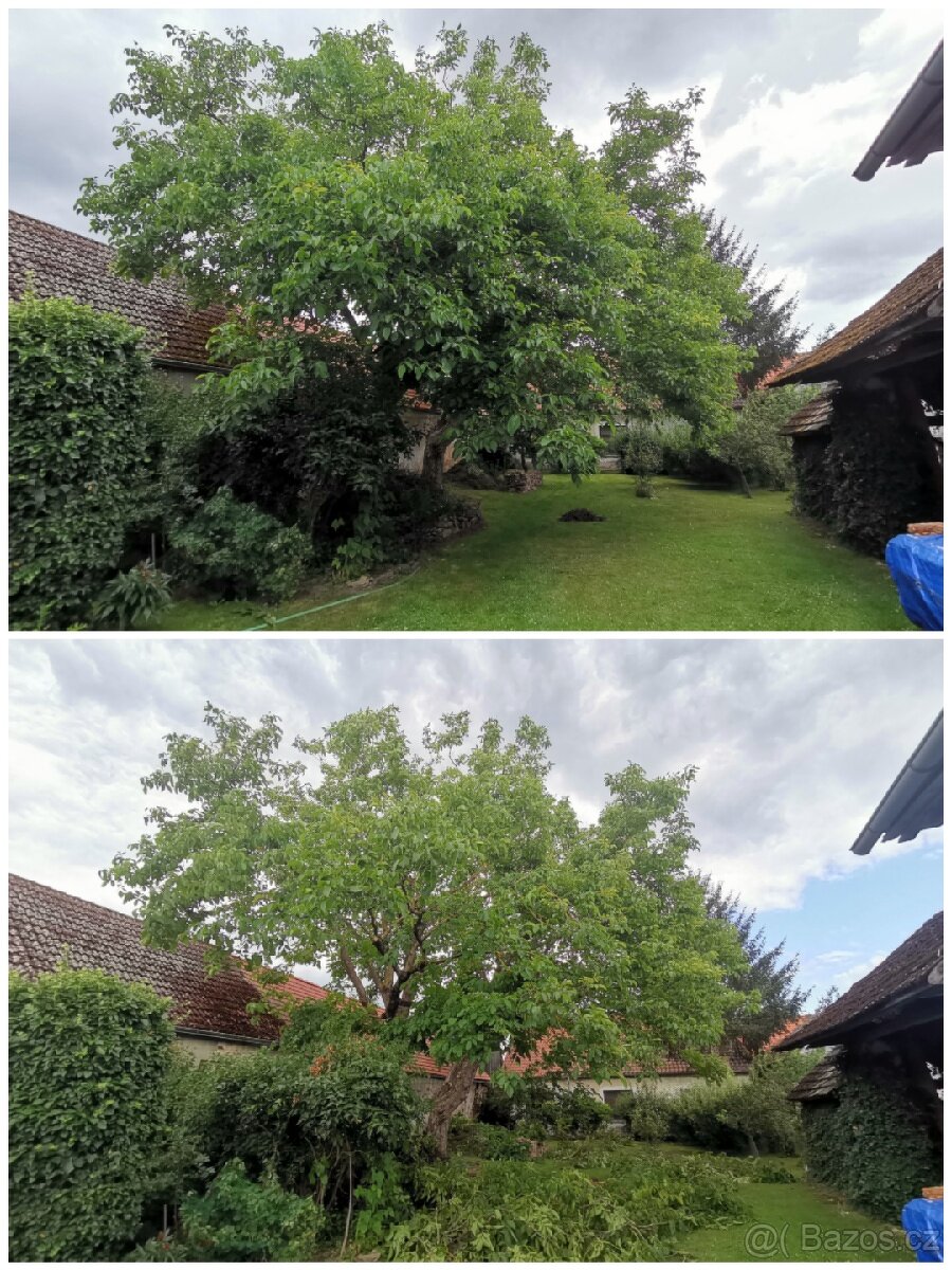 Zdravotní řez ořešáku - - 2