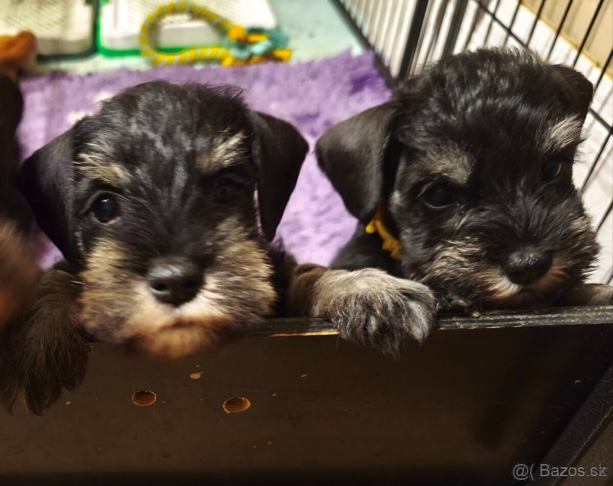 Knírač malý černostříbřitý - 2