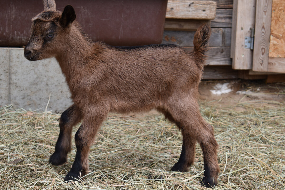 Prodám kozičky - 2