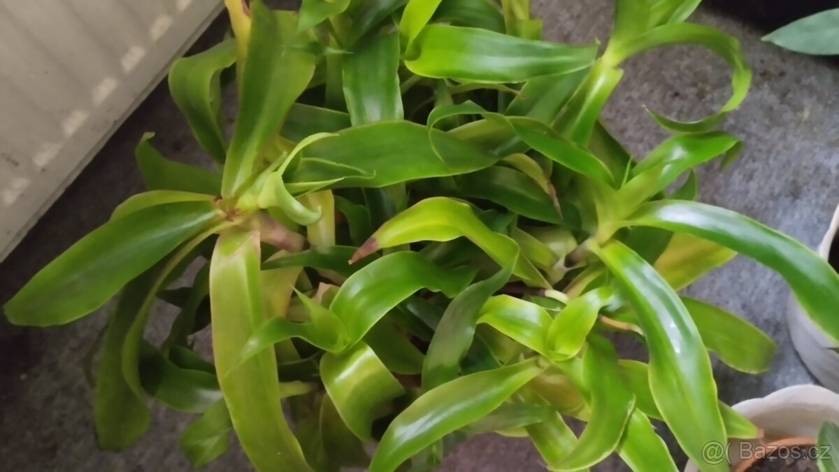 Prodám pokojové rostliny - 2