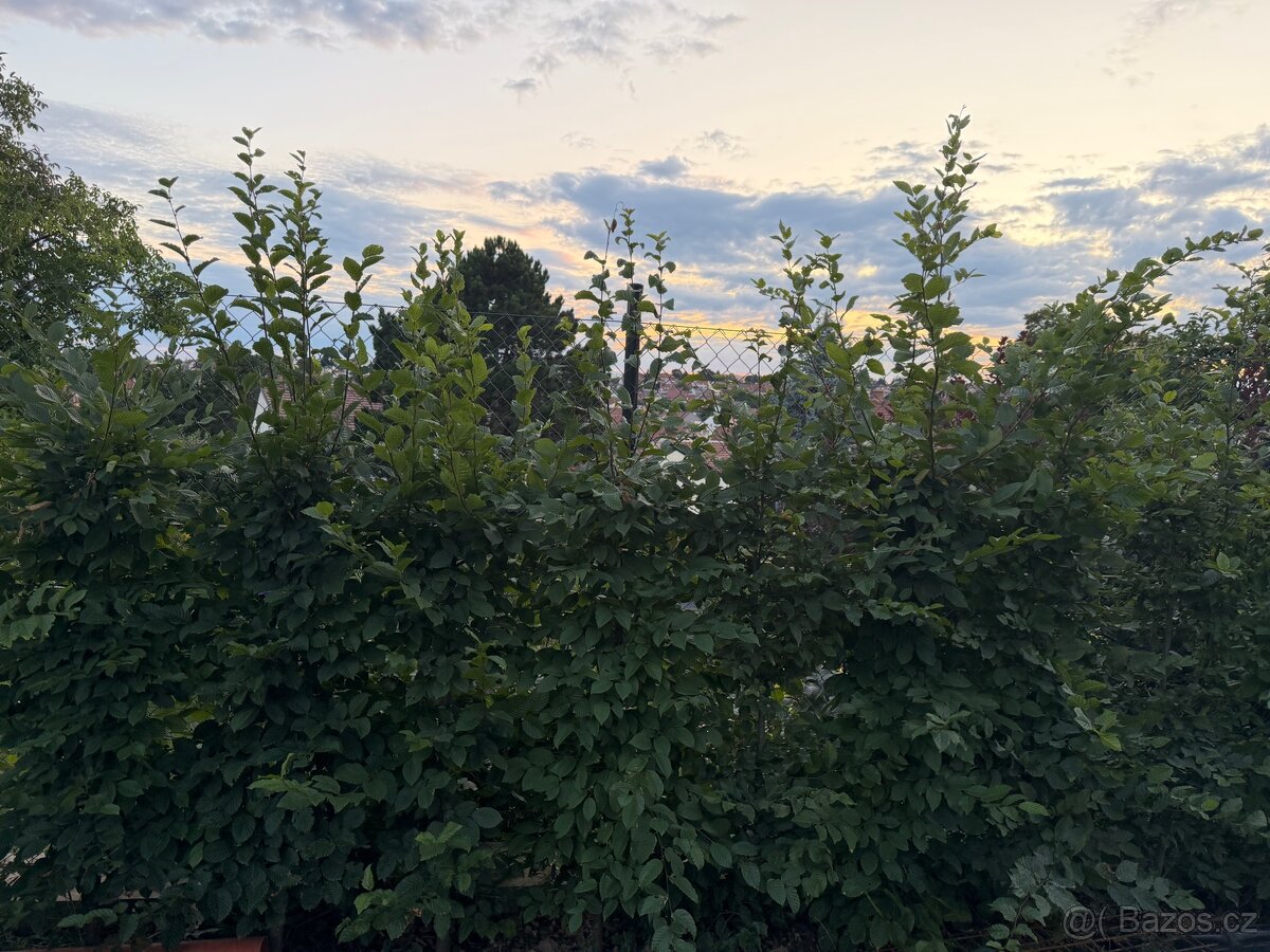 🌿 VZROSTLÉ HABRY NA ŽIVÝ PLOT 🌿 - 2