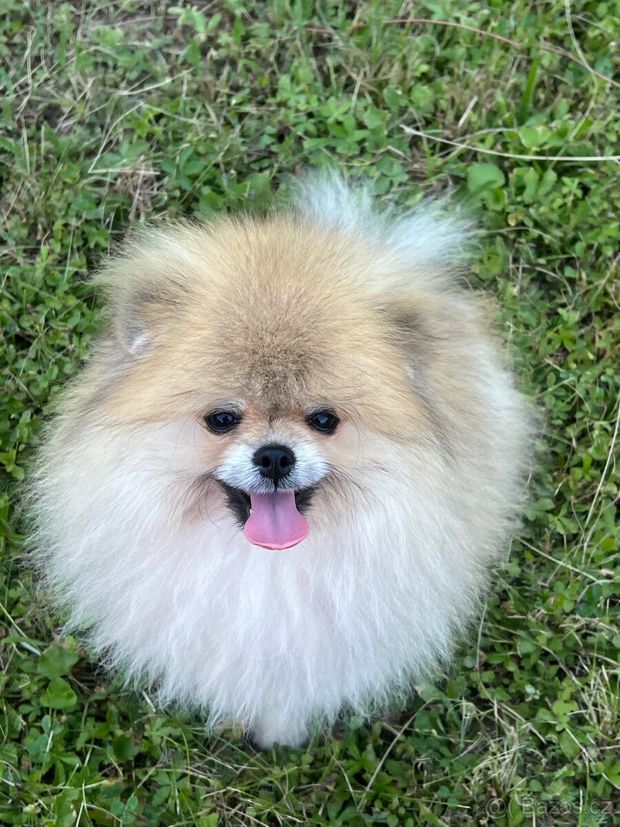 Pomeranian - 2