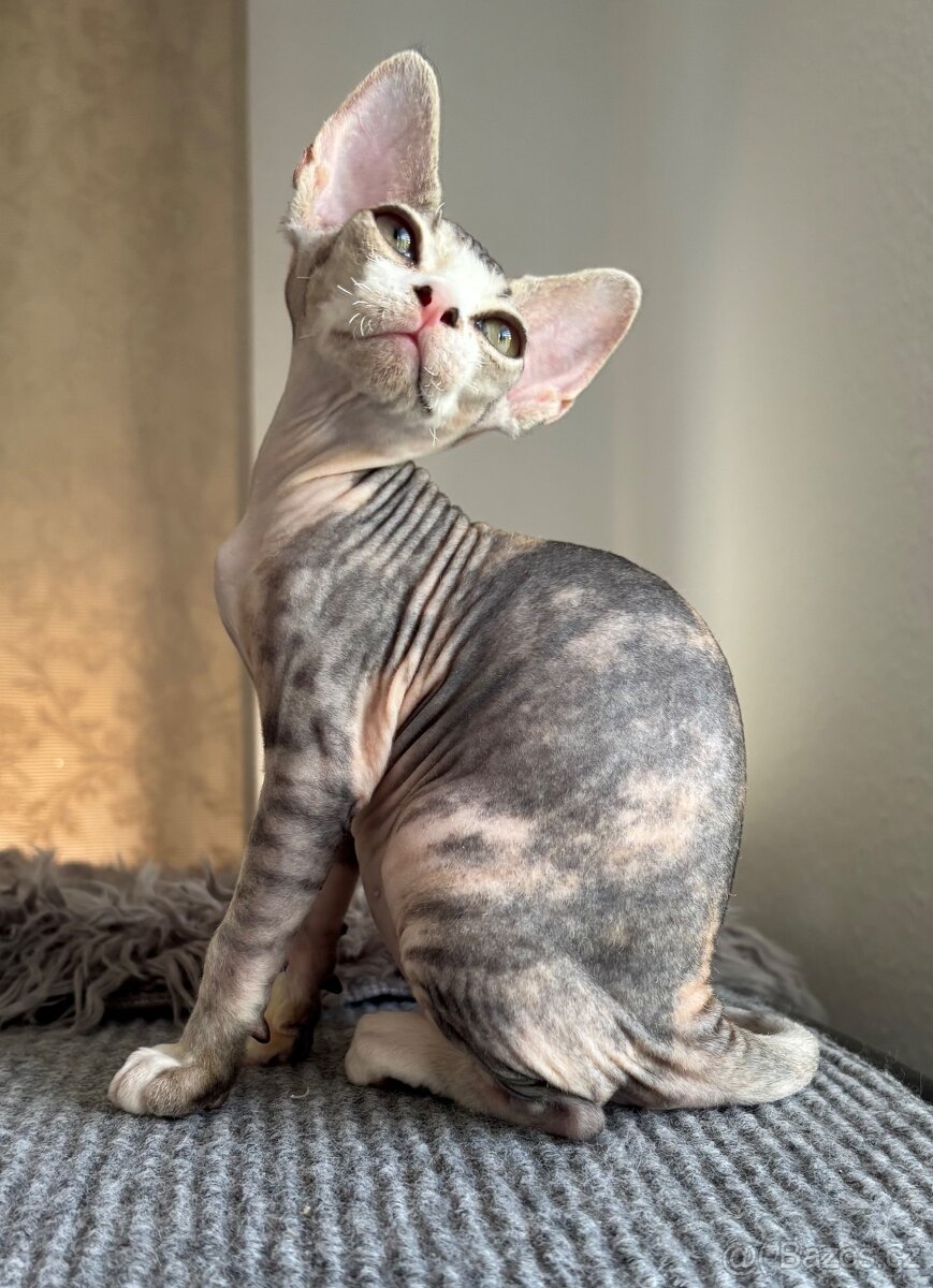 Devon Rex koťátka s PP FIFe - 2