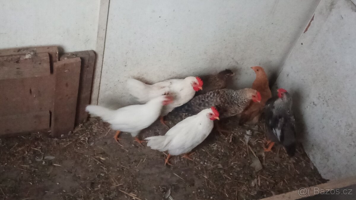 Kohouti 🐓🐓 - 2