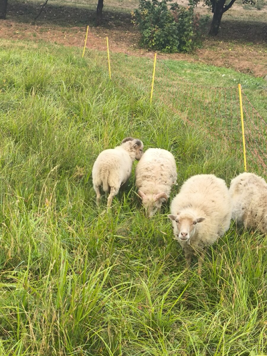 Oussantska ovecka - beranek - 2