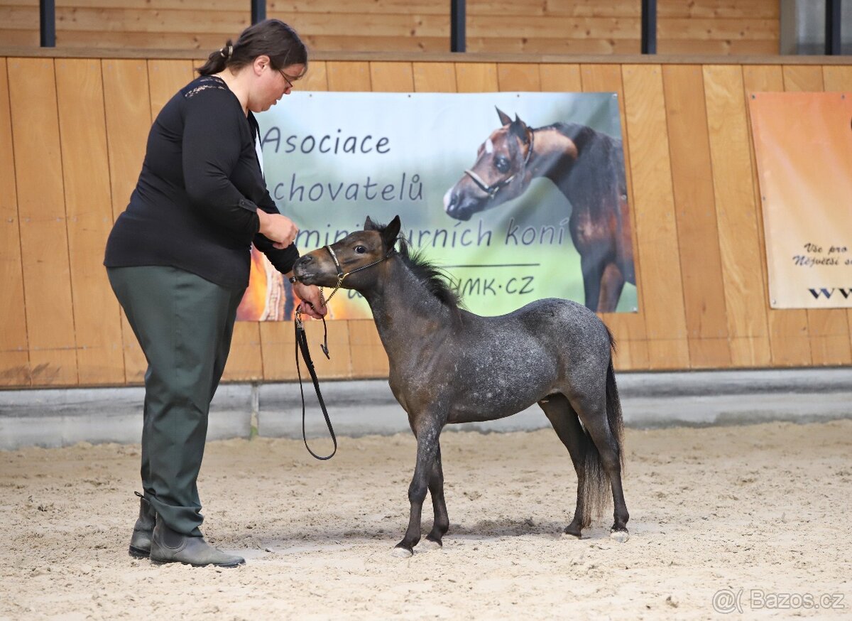 Minihorse hřebeček - 2