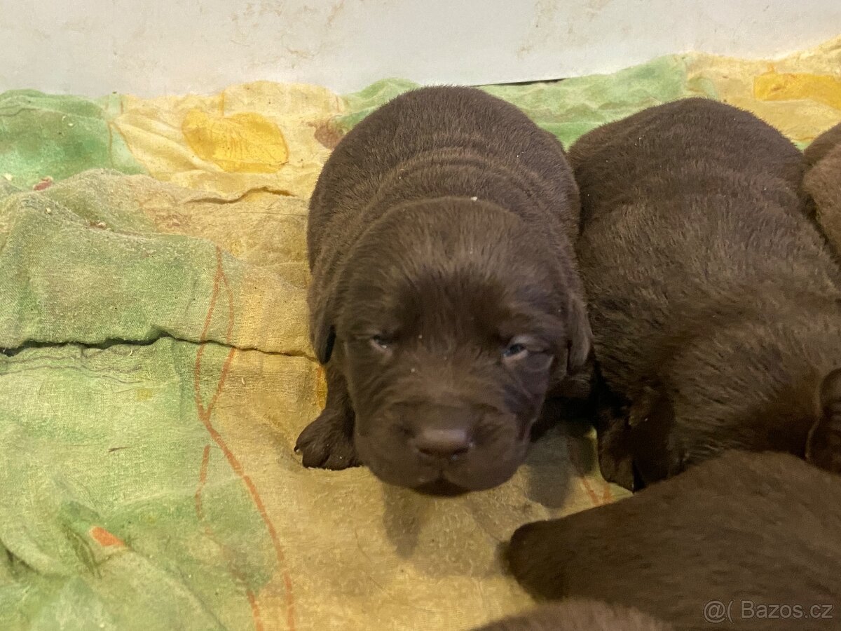 Čokoládový labrador šteniatká - 2