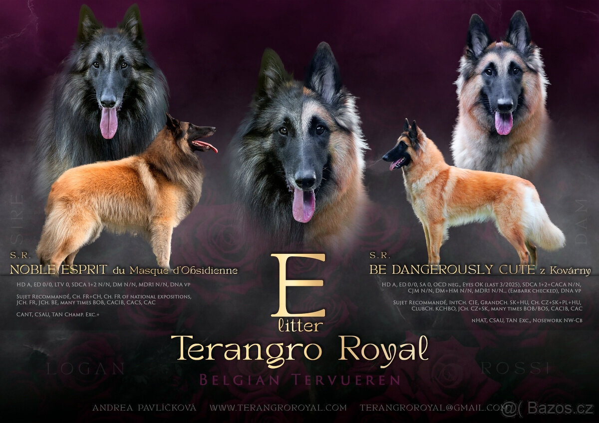 Belgický ovčák Tervueren s PP - štěňátka k odběru - kluci - 2