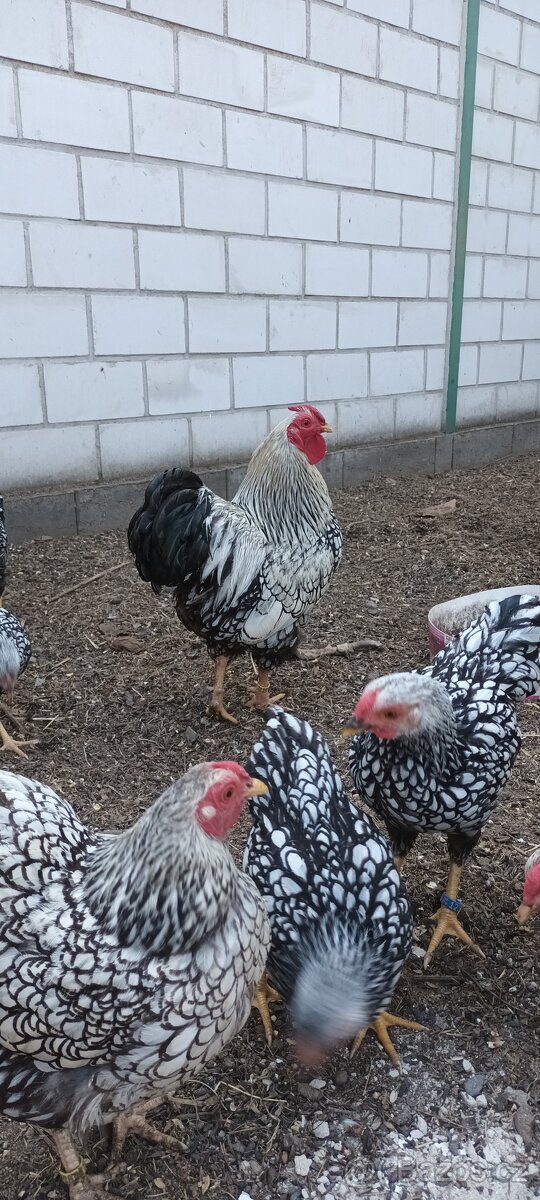 Zdrobnělá Wyandotka stříbrná černě lemovaná - 2