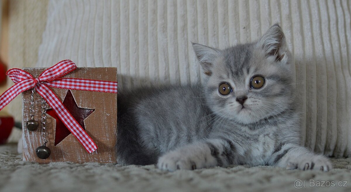 Britská krátkosrstá kočka s PP - 2