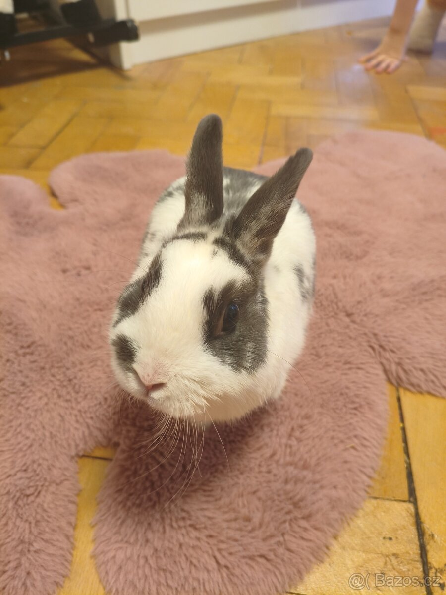 Mladý Králík zakrslý - 2