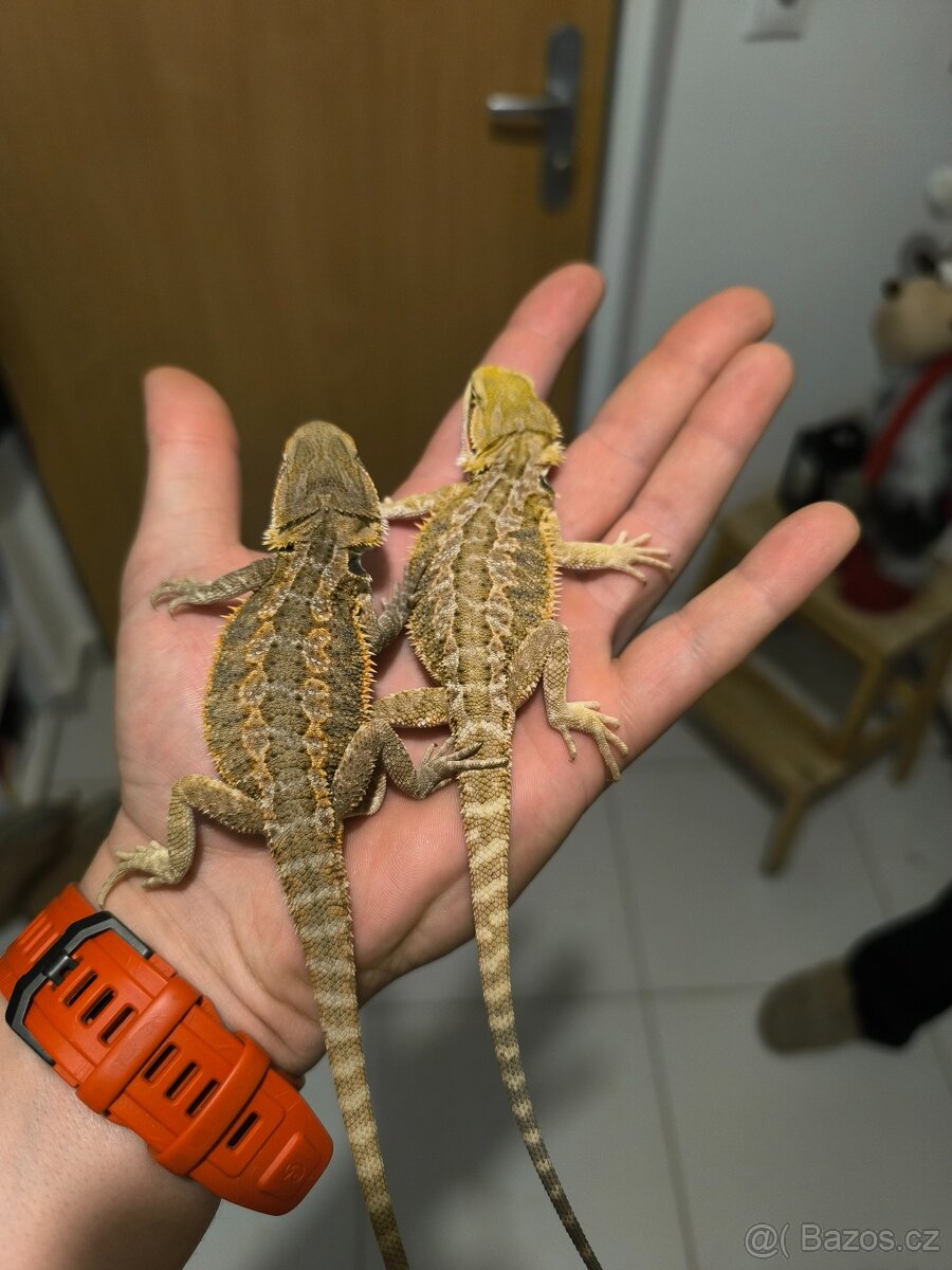 Agama vousatá České Budějovice - 2