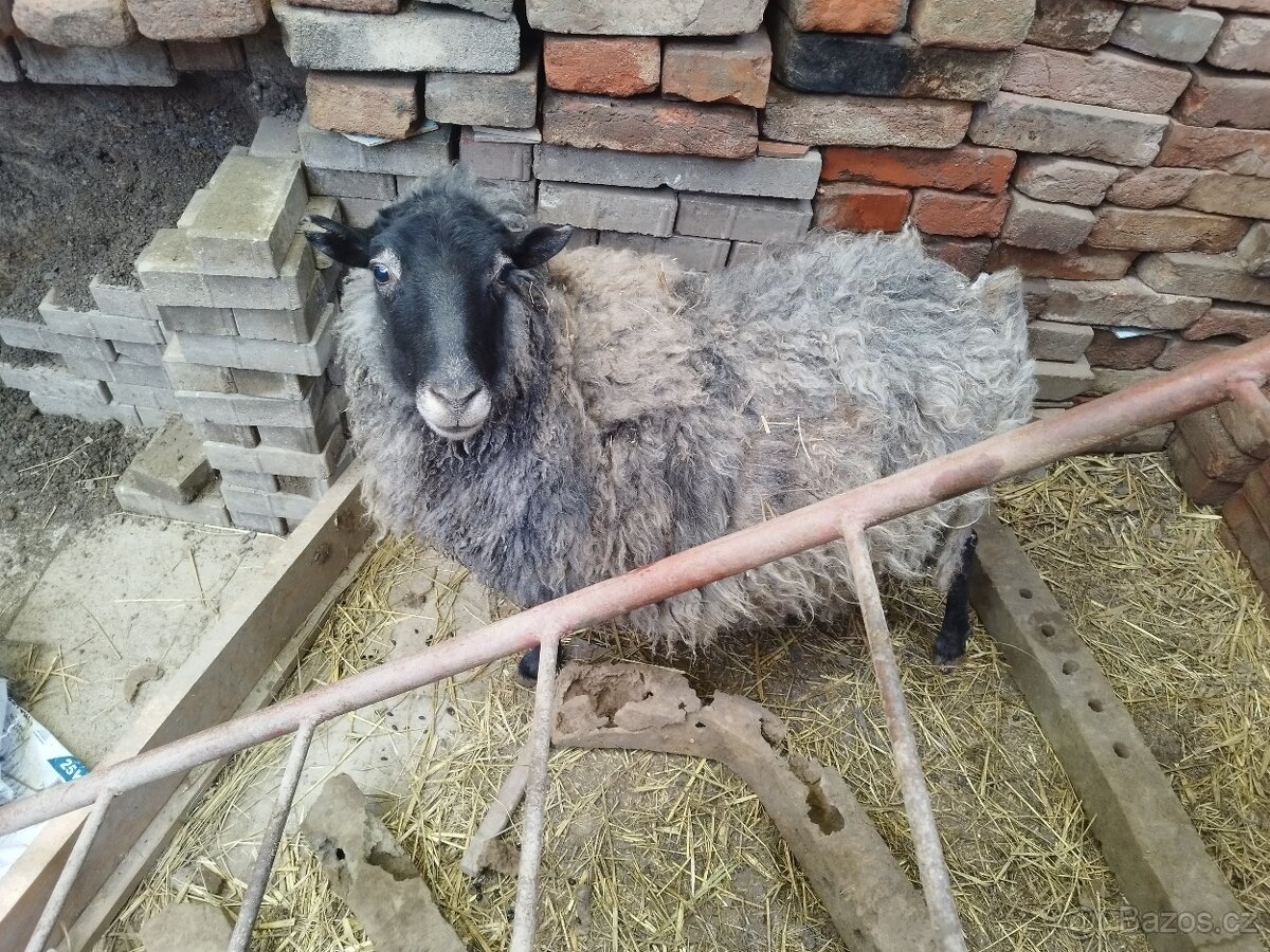 Do dobrých rukou tři jehňata - 2