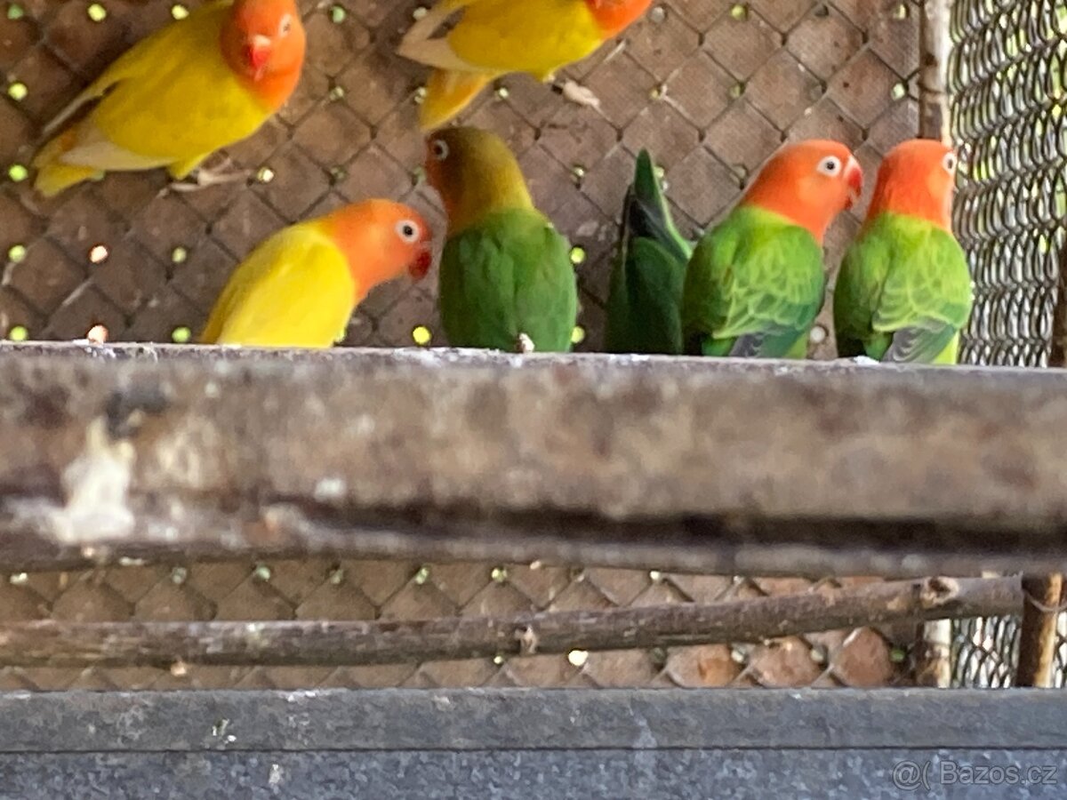 Agapornis fischeri - 2