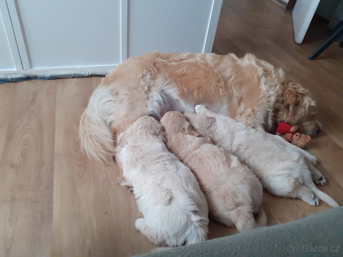 Zlatý retrívr - štěňata - 2