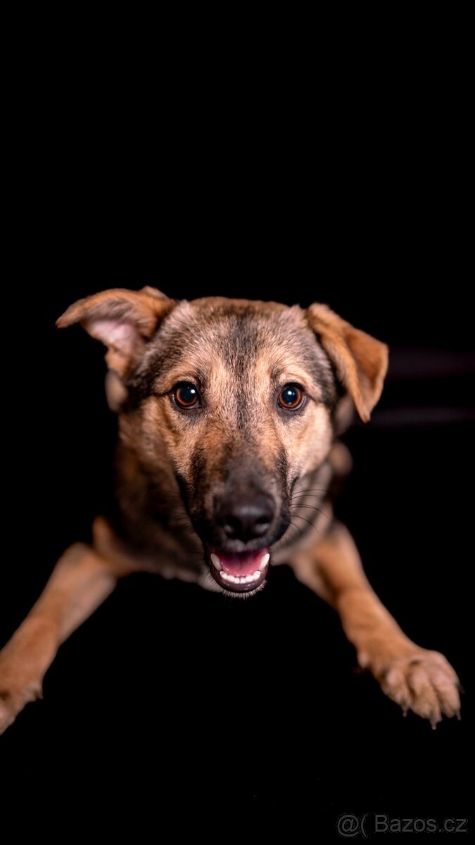 Ozzy - bojacnější štěně, 10 měsícu - 2