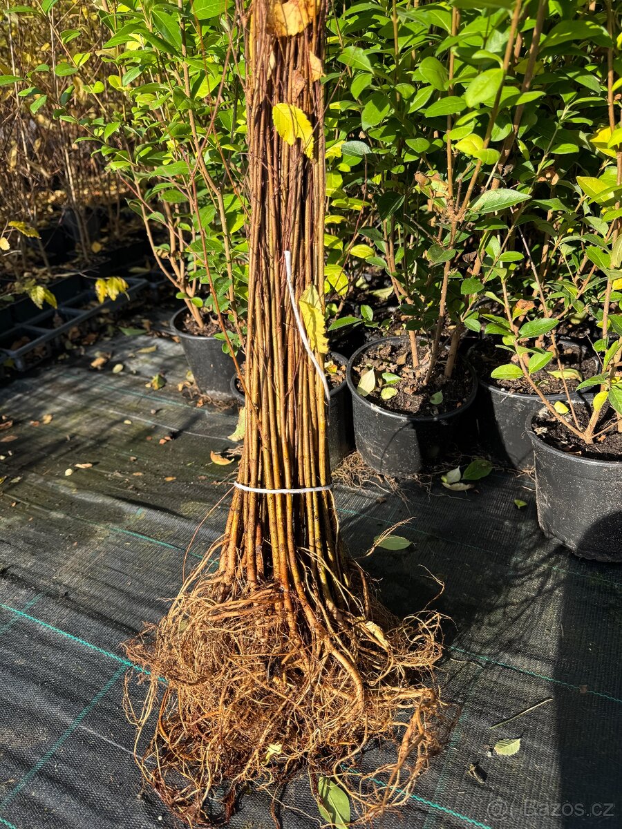 Jilm sibiřský - prostokořenná sadba - 2