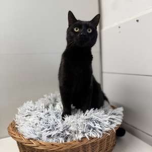 Brooklyn, majestátní černý kocour - 2