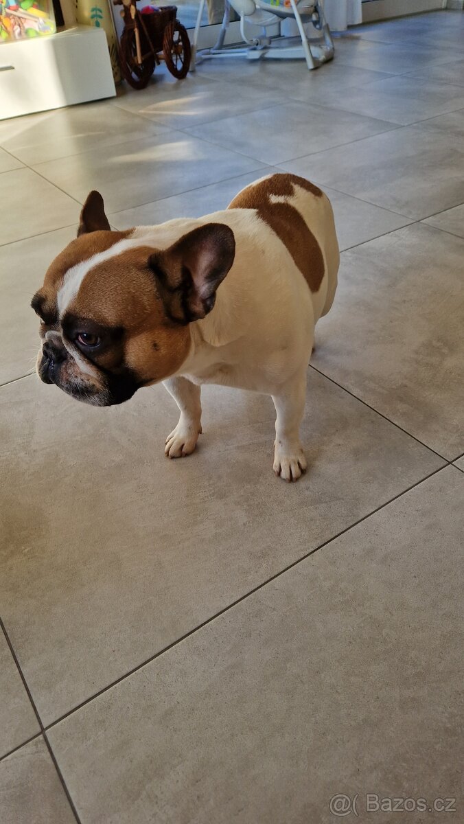 Francouzský buldoček - 2