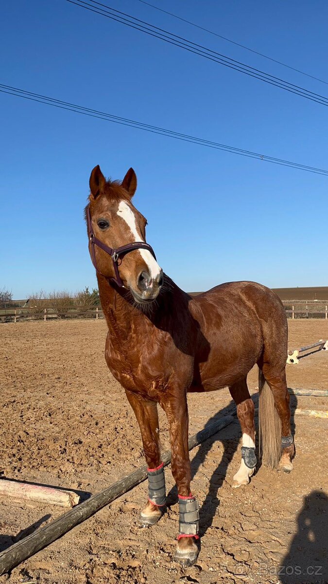 Valach - Společník - 2