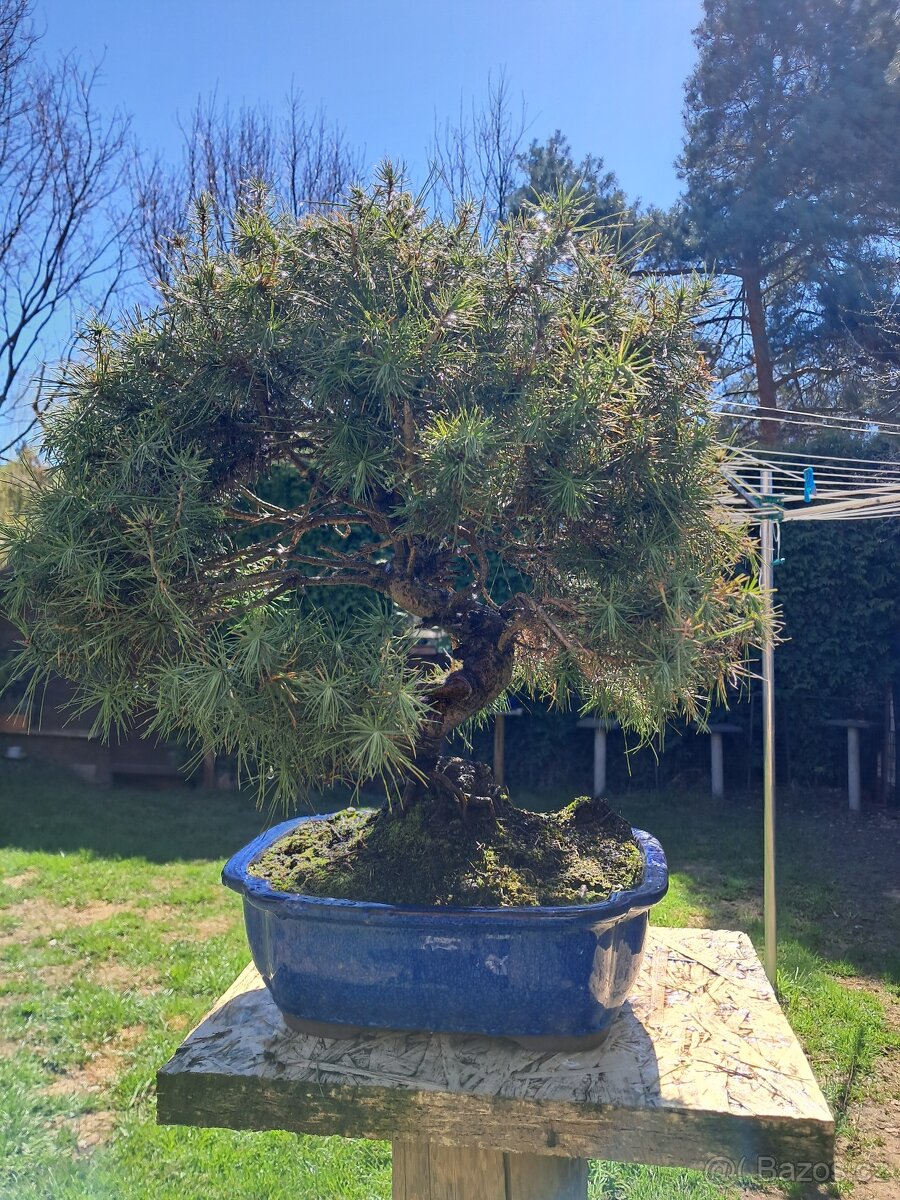 Bonsaj,bonsai Borovice - 2