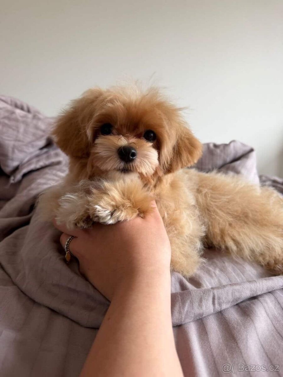 Maltipoo - 2