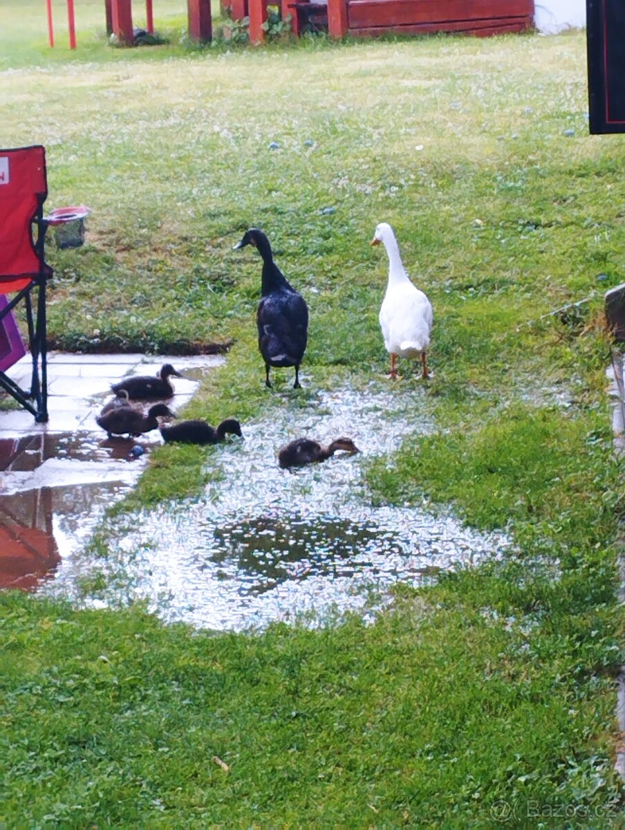 4-letý pár indických běžců - 2