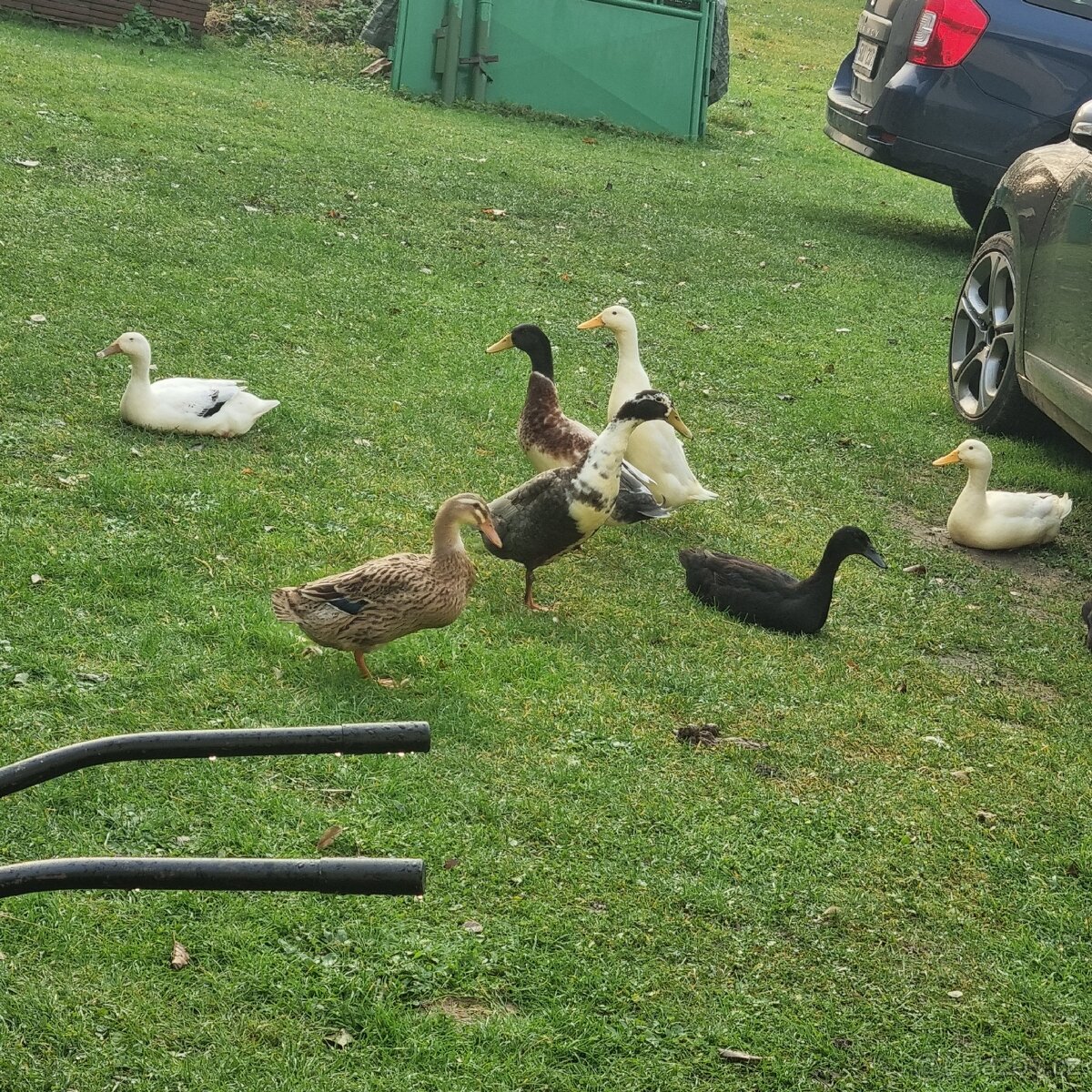 Indický běžec - 2