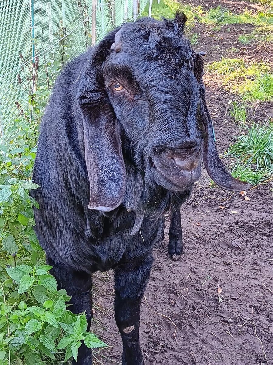 Prodám plemenného AN kozla. - 2