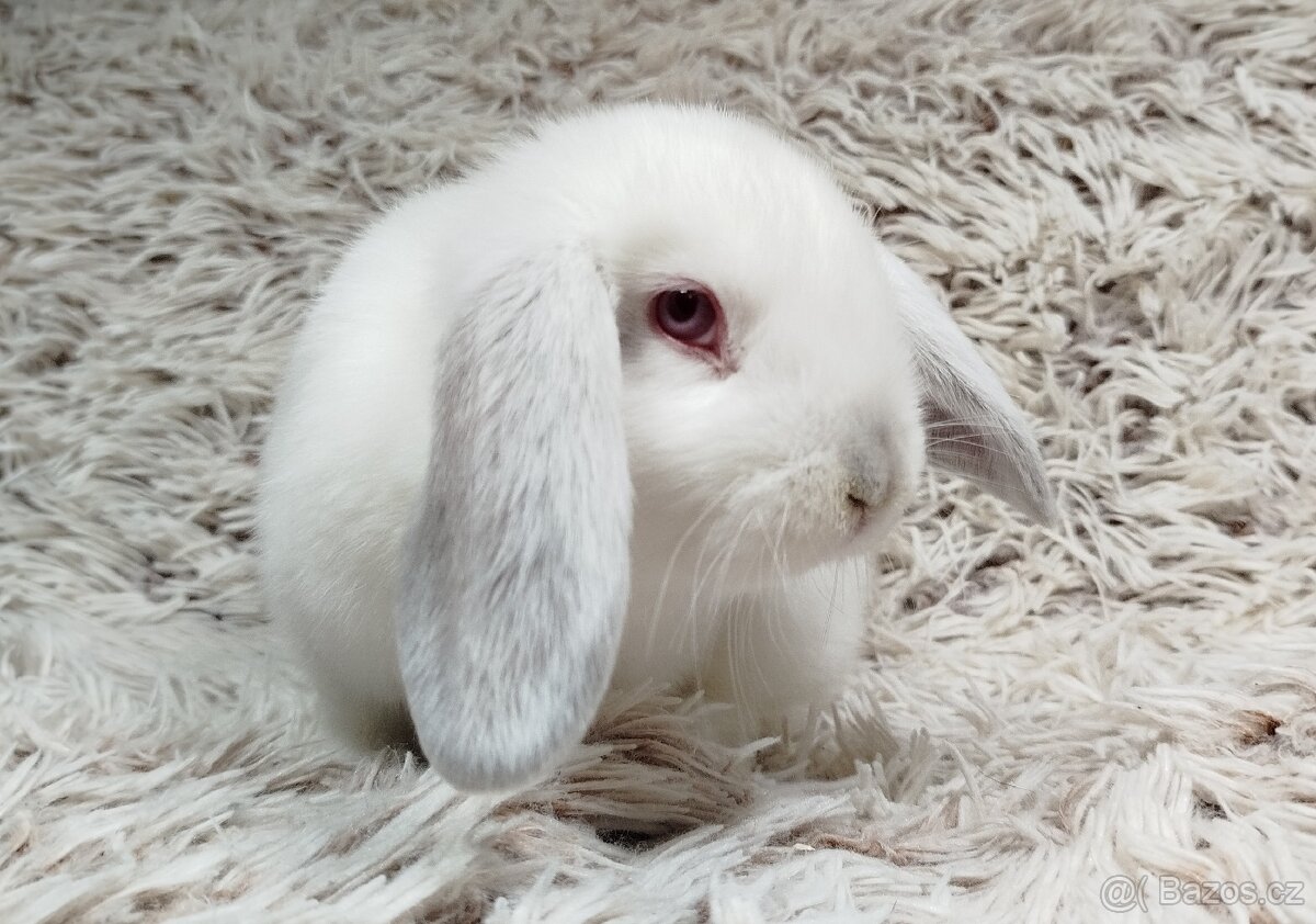 Zakrslý beránek, králíček, králík - MOLLY - 2