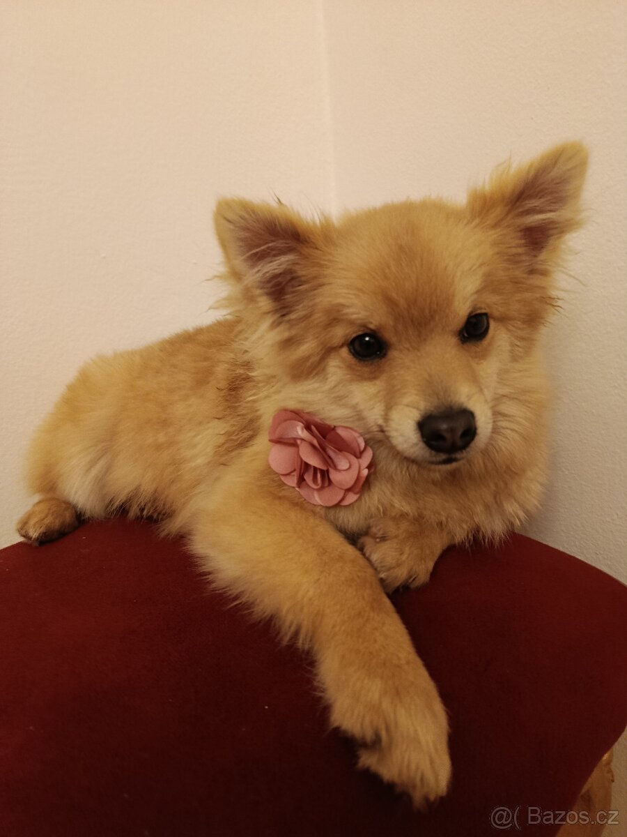 Německý špic trpasličí - 2