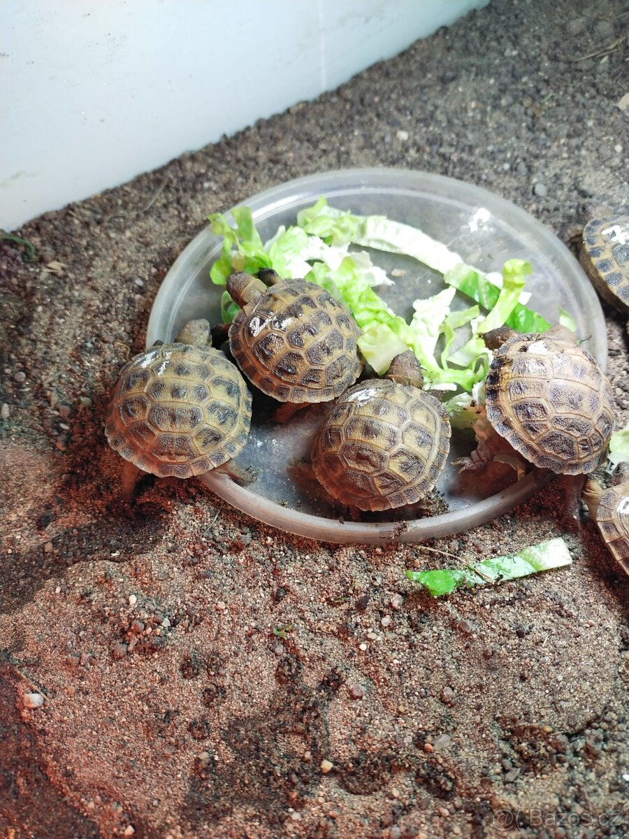 Testudo horsfieldii - 2