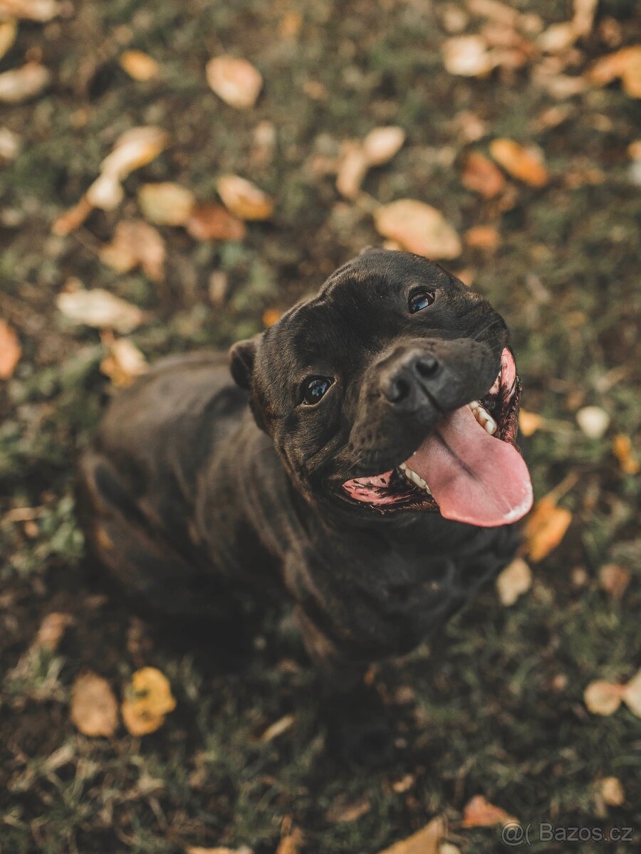 Stafordširský bulteriér STUD DOG - 2
