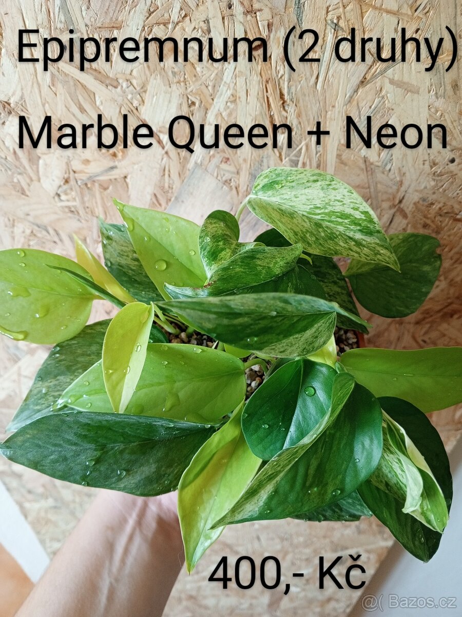 Pokojové rostliny - 2