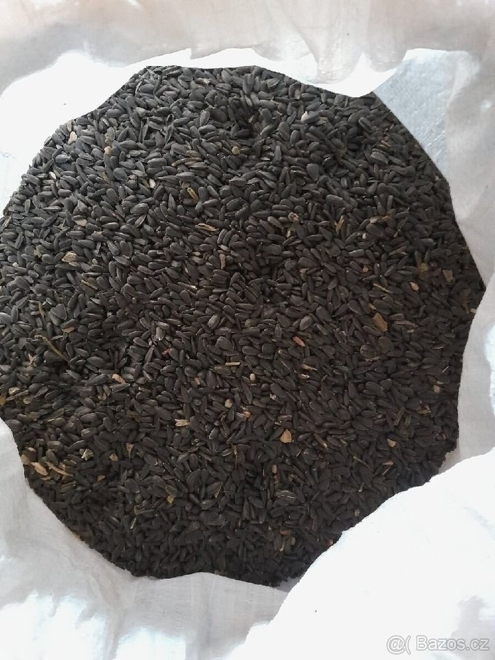 Slunečnice černá - 2