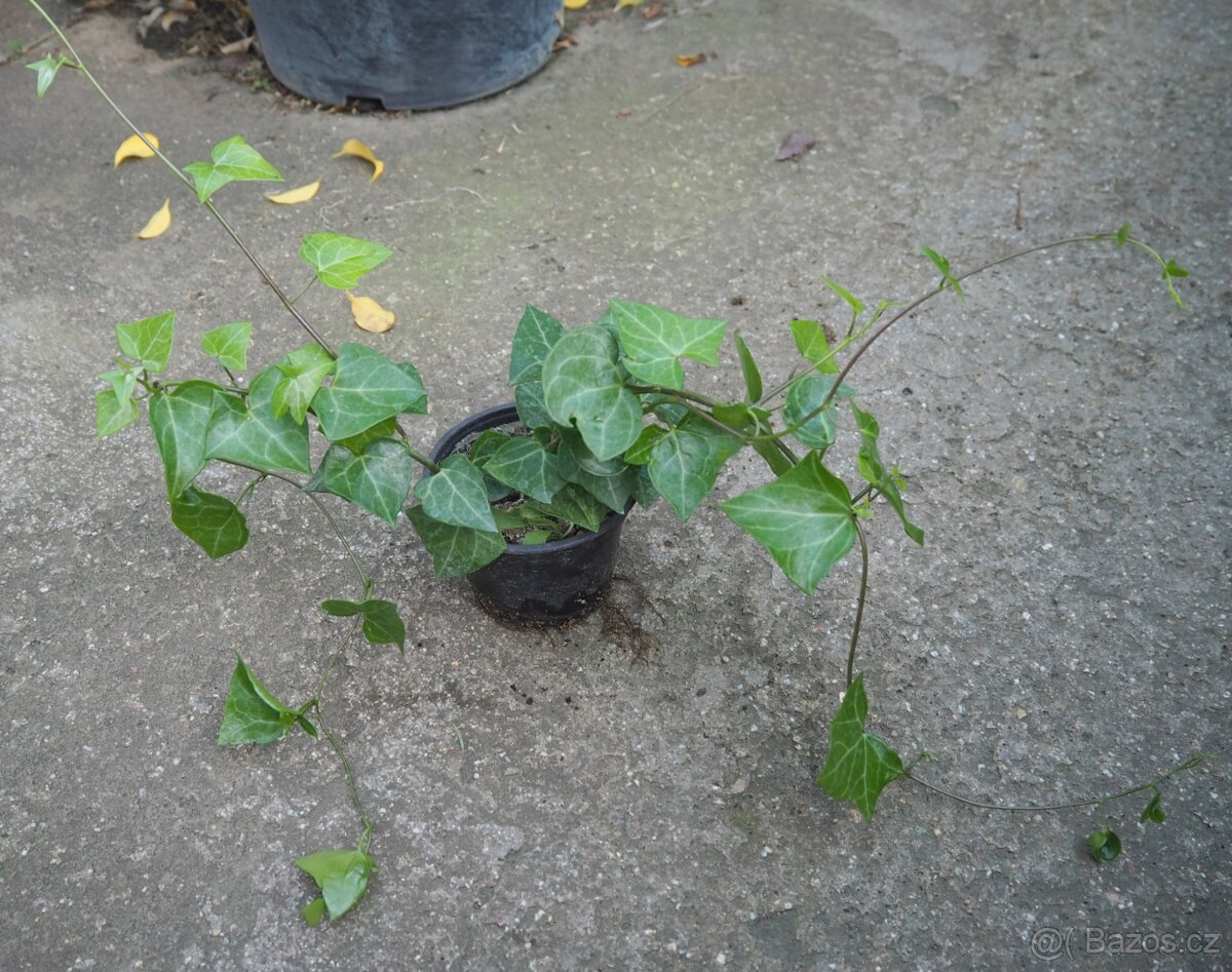 Senecio Macroglossus - 2