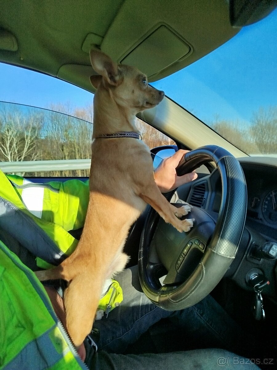 Pražský krysařik ke krytí - 2