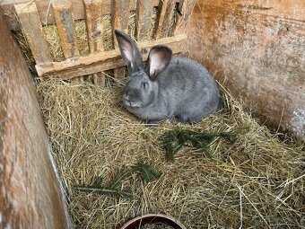 PRODÁM 75 % KŘÍŽENCE S BELGICKÝM OBREM MODRÝM - 2