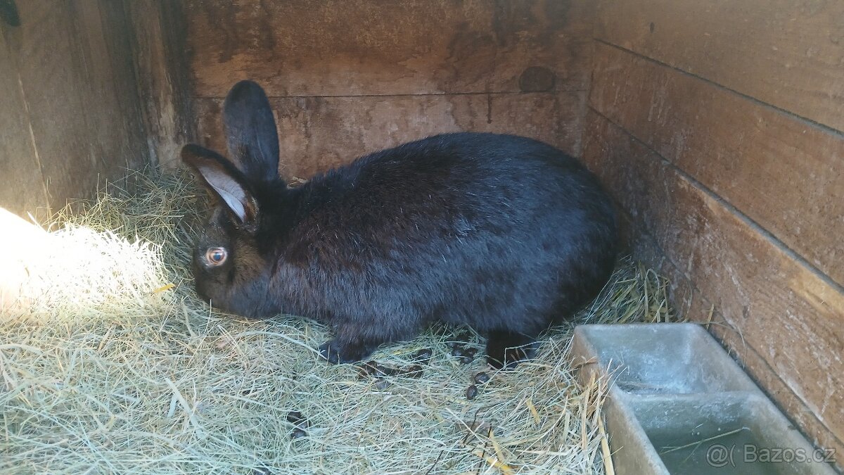 Vyměním samce králíka - 2