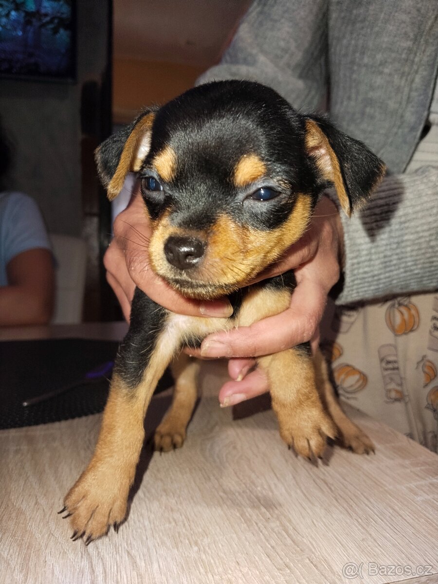 Prodám štěně - 2