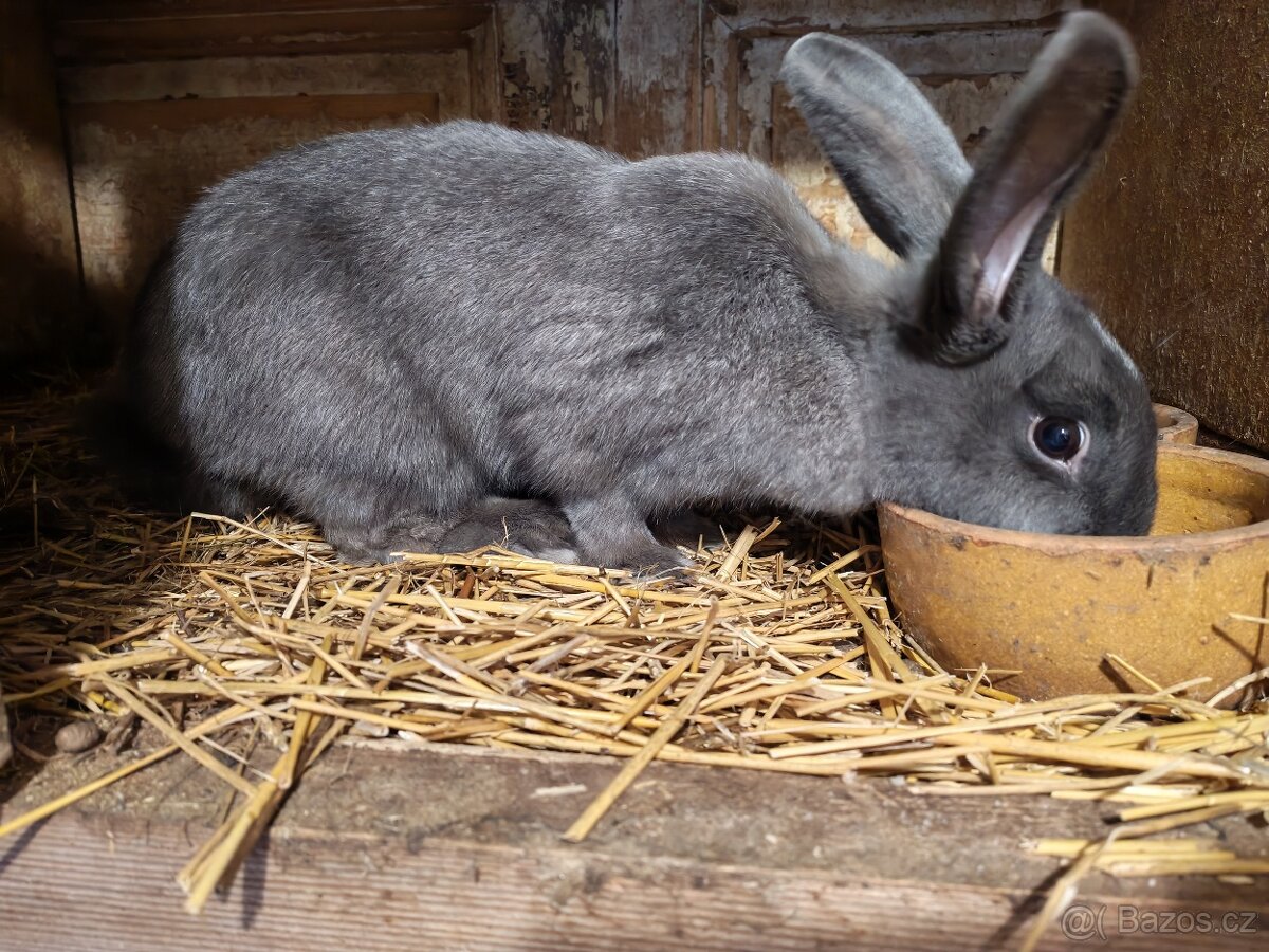 Samice králíka - 2