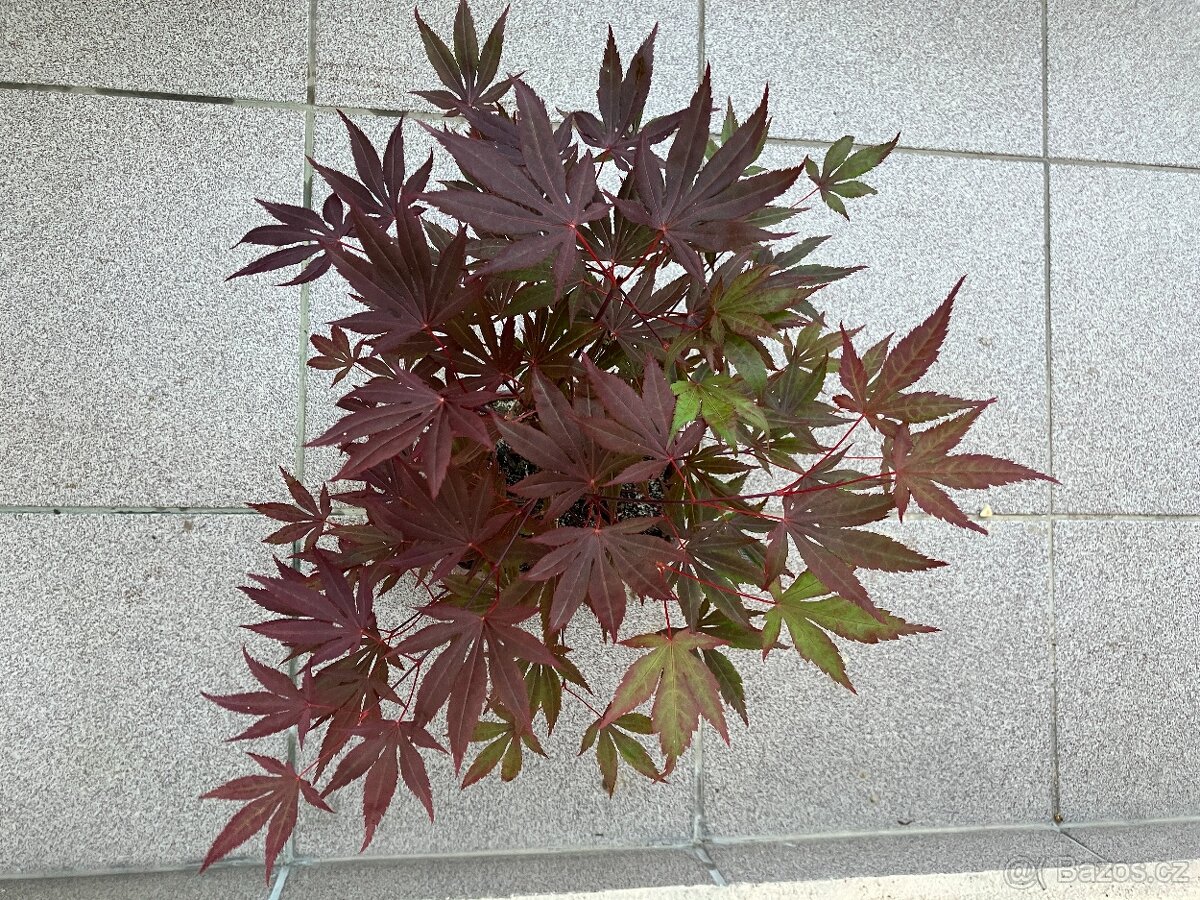 Bonsai, Bonsaj, japonský javor - 2