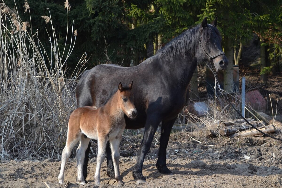 Welsh cob hřebec - 2