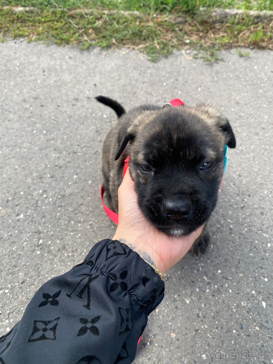 Cane corso křížený malamutem - 2