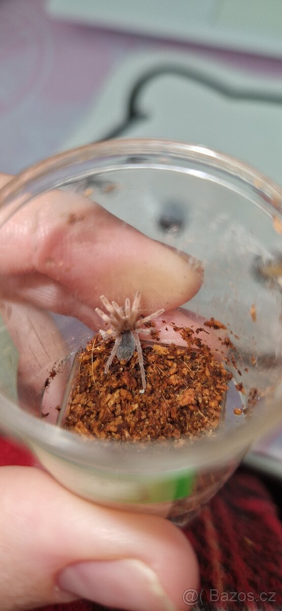 Aphonopelma seemanni - 2