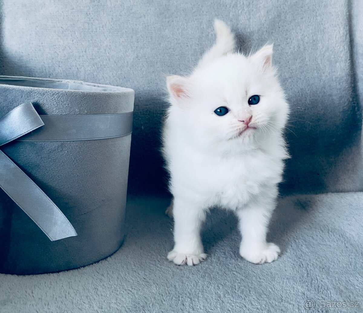 Sibiřská kočka - Něvská maškaráda s PP - 2