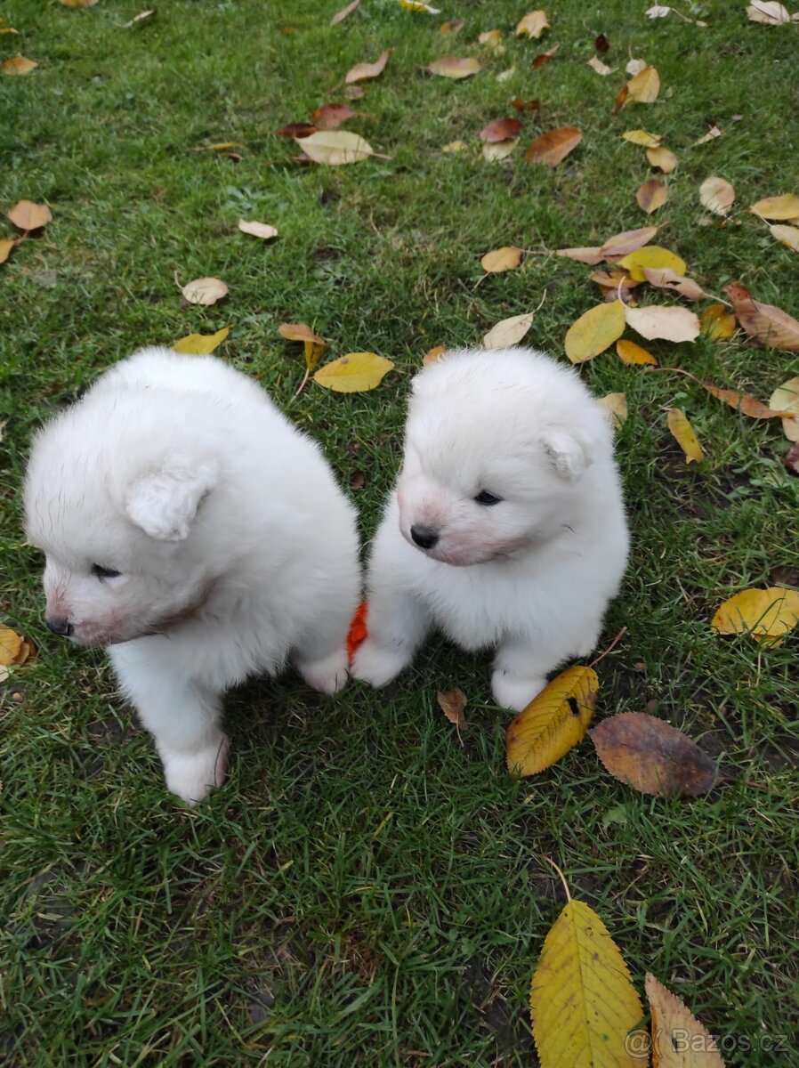 Samojed štěňata - 2